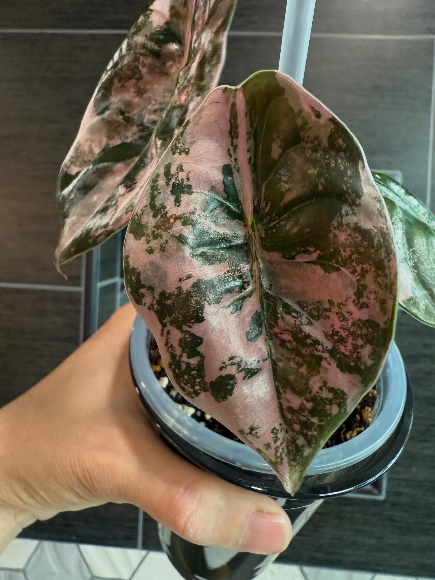 Alocasia cuprea pink - Etsy 日本