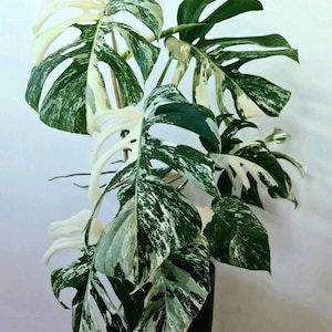 1 組織培養株 モンステラ ホワイト ラバ ゴースト 🌿💚モンステラ ホワイトゴースト ラバ 👻👻 🩷🙏注文はDM