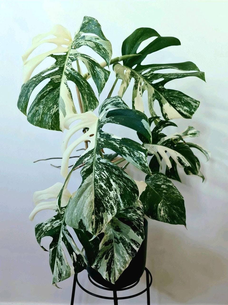 Monstera white lava - Etsy 日本