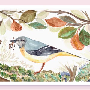 Illustration, bergeronnette printanière, Aquarelle imprimée sur papier beaux arts