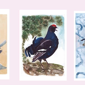 Cartes postales, 6 illustrations d'oiseaux communs et oiseaux sauvages. Merle, hibou, gypaète barbu, tétra, mésange et bouvreuil.