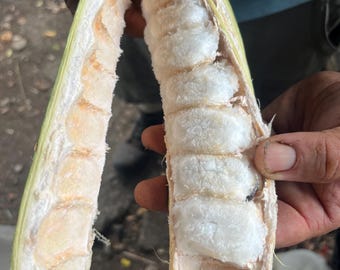 Ice Cream Bean Plant - Etsy