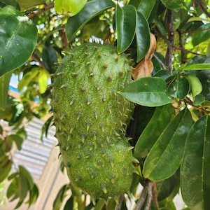 Graviola fresca / Guanabana