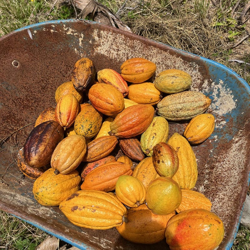 Cocoa Pod - Etsy