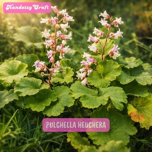 May include: A close-up of a Pulchella Heuchera plant with green leaves and delicate pink and white flowers. The image includes the text "Handetsy Craft" and "Pulchella Heuchera" on pink labels. The plant is in a garden setting.