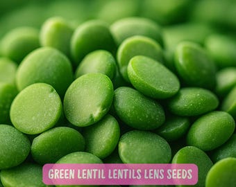 100 Green Lentil Seeds, Heirloom Lens Culinaris Vegetable Seeds, Organic Non-GMO Lentils