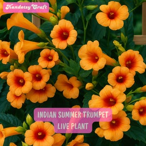 May include: Close-up of vibrant orange Indian Summer Trumpet flowers with deep red centers, surrounded by green leaves. The image includes the text "Indian Summer Trumpet Live Plant" on a pink background, and "Handetsy Craft" on a yellow background.