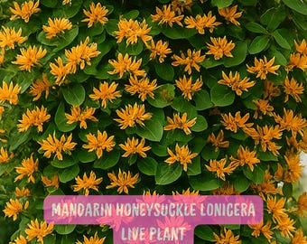 Mandarin Honeysuckle Vine Perennial Lonicera, Live Climbing Plant 2.5" Pot, Orange Red Flowers