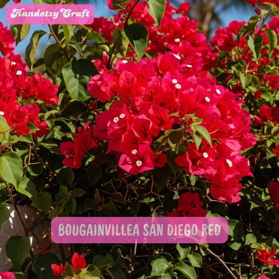 Bougainvillea San Diego Red
