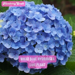 May include: A close-up of a vibrant blue Nikko Blue Hydrangea flower. The image features a cluster of delicate, fully bloomed flowers with a soft, velvety texture. The text "Nikko Blue Hydrangea Live Plant" is displayed on a pink banner.