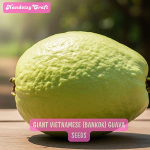 50 Giant Vietnamese Guava Seeds: Sweet Bangkok Variety