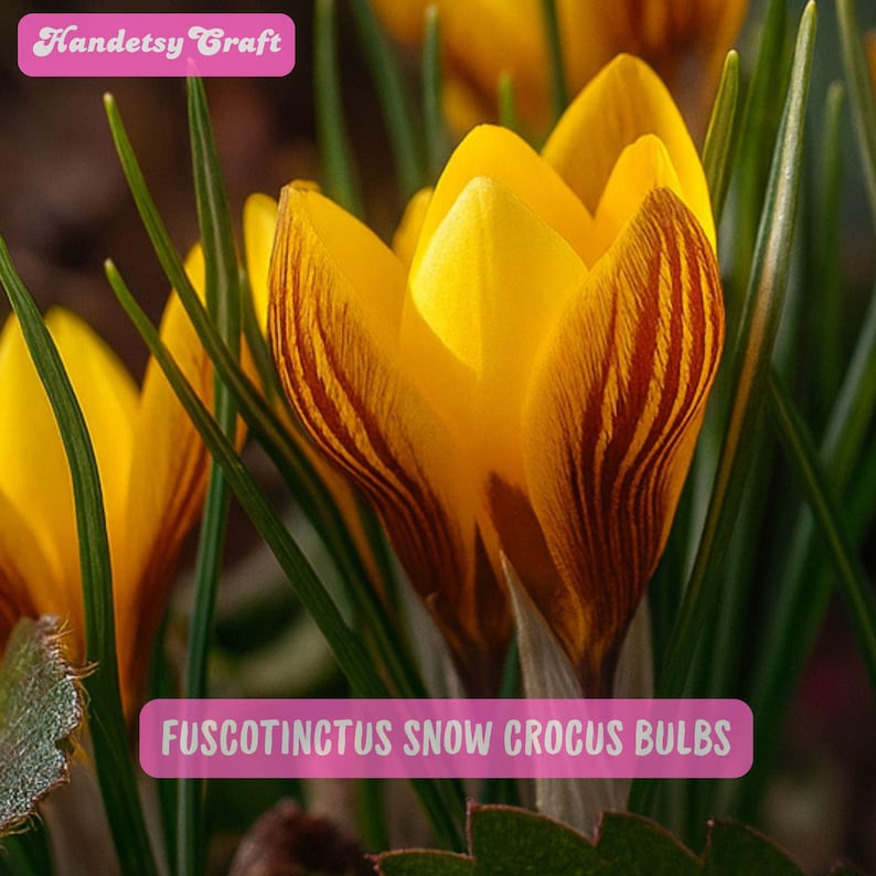 HandetsyCrafts Fuscotinctus Snow Crocus Bulbs - Thumbnail 2