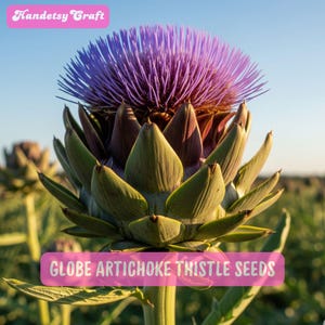 200 Organic Globe Artichoke Seeds: Heirloom Thistle, Easy Grow