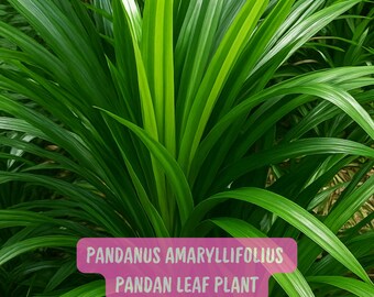 Pandanus amaryllifolius Pandan Leaf, Fresh Tropical Herb, Aromatic Green Leaves, Home Cooking