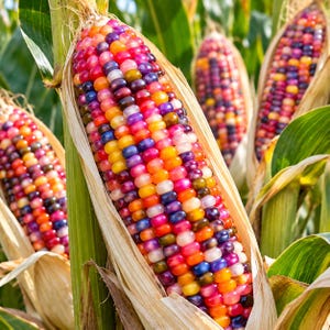 May include: Multiple ears of glass gem corn featuring translucent, multi-colored kernels in shades of red, orange, yellow, purple, blue, and white. Each cob is partially wrapped in dry, light tan husks, with green stalks visible in the background.