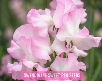 50 Gwendoline Sweet Pea Seeds, Bicolor Pink White Blooms, Fragrant Heirloom Climbing Flowers