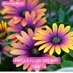 May include: Close-up of vibrant purple, yellow, and orange Cape Daisy flowers. The image features multiple blooms with a mix of colors, and the text "Purple & Yellow Cape Daisy Seeds" is visible. The flowers are set against a backdrop of green foliage.