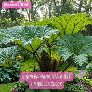 5 Gunnera Manicata Seeds: Giant Umbrella Plant, Exotic Tropical Foliage