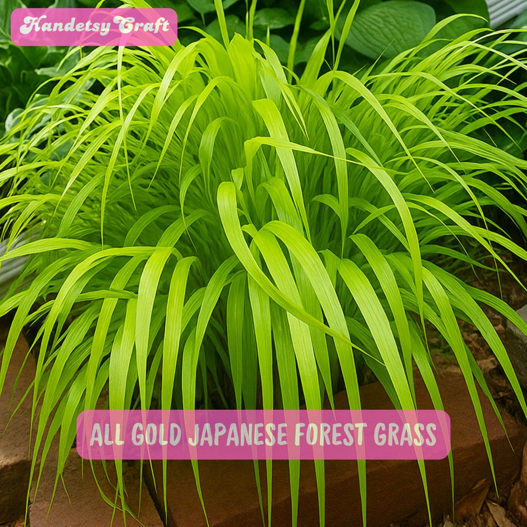 All Gold Japanese Forest Grass, Ornamental Hakonechloa Macra, Bright ...