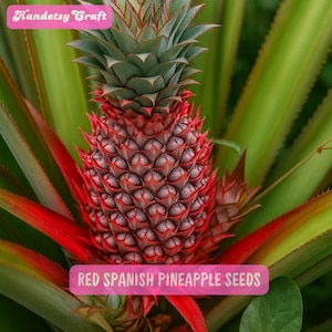 May include: A close-up of a Red Spanish pineapple, showcasing its vibrant red and green hues. The pineapple is surrounded by green leaves. The text "Handetsy Craft" and "RED SPANISH PINEAPPLE SEEDS" are visible.