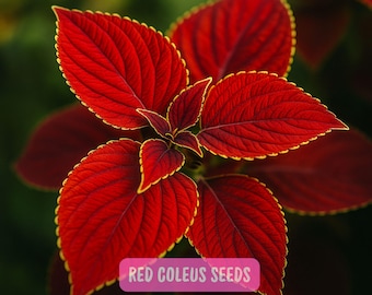25 Red Coleus Seeds, Vibrant Foliage Plant Seeds, Colorful Shade Garden,