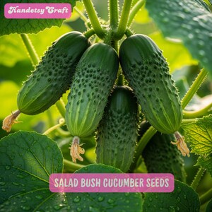 May include: Close-up of several green cucumbers growing on a vine. The cucumbers are oblong with a bumpy texture and are surrounded by green leaves. The image includes text that reads "SALAD BUSH CUCUMBER SEEDS" and "Handetsy Craft".