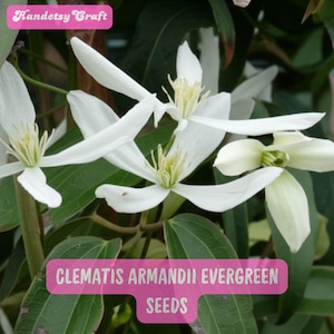 May include: Close-up of white Clematis Armandii Evergreen flowers with yellow centers and green leaves. The image includes text that reads "Handetsy Craft" and "CLEMATIS ARMANDII EVERGREEN SEEDS".