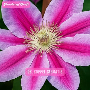 May include: Close-up of a vibrant pink and lavender Dr. Ruppel Clematis flower. The petals are a gradient of colors, with deep pink edges and a lighter lavender hue towards the center. The flower's center features delicate yellow stamens. Text on the image reads "Handetsy Craft" and "DR. RUPPEL CLEMATIS".