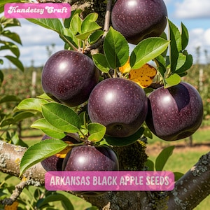 25 Arkansas Black Apple Seeds, Rare Heirloom Fruit Tree Easy to Grow, Deep Red Crisp Apple Variety, For Gardeners Orchard, US Fast Shipping