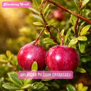 May include: Close-up of two ripe, red American Pilgrim cranberries on a branch with green leaves. The image includes the text "Handetsy Craft" and "AMERICAN PILGRIM CRANBERRY" on pink labels.