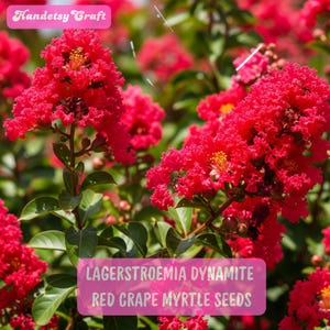 10 Crape Myrtle Seeds, Lagerstroemia Dynamite Red, Hardy Flowering Tree, Bold Garden Color, Vibrant Landscape Shrub, Summer Bloom Lovers