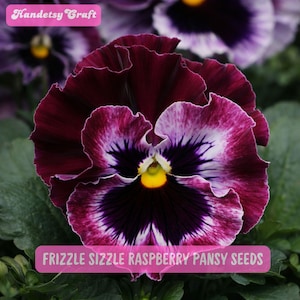 May include: Close-up of a vibrant pansy flower with deep burgundy petals edged in white and purple. The center is a dark purple with a yellow center. Text on the image reads "Frizzle Sizzle Raspberry Pansy Seeds" and "Handetsy Craft".