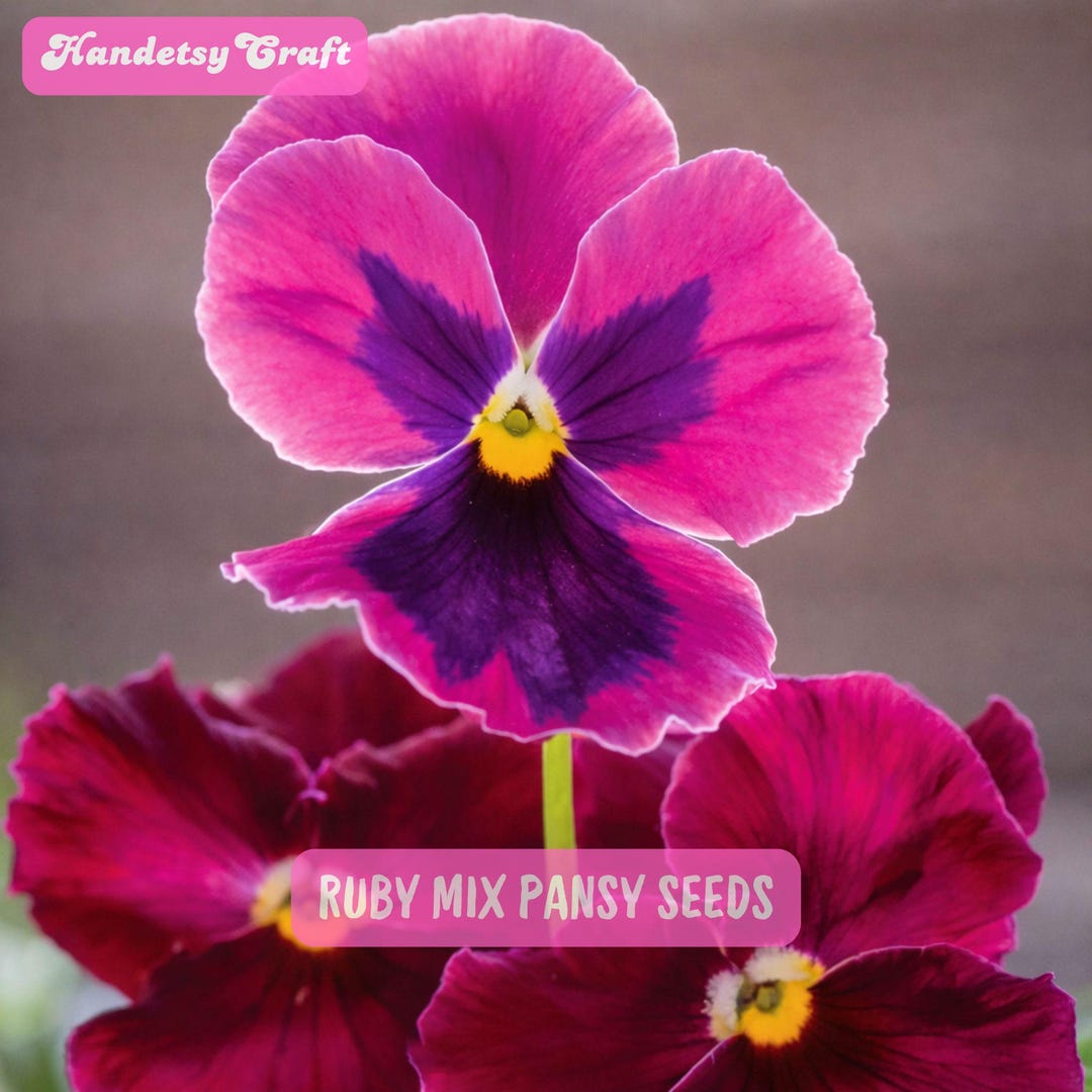Ruby Mix 200 Ruby Mix Pansy Viola Seeds, Red Burgundy Wine Blooms - Etsy
