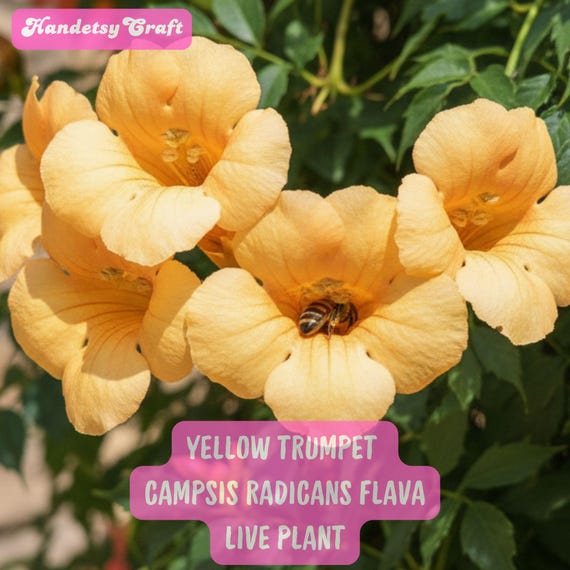 Yellow Trumpet Vine Plant - Campsis radicans - Flava - 2.5" Pot