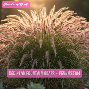 May include: A vibrant image of Red Head Fountain Grass, Pennisetum, with feathery, reddish-brown plumes and green foliage. The text "Handetsy Craft" is at the top, and "RED HEAD FOUNTAIN GRASS - PENNISETUM" is at the bottom.