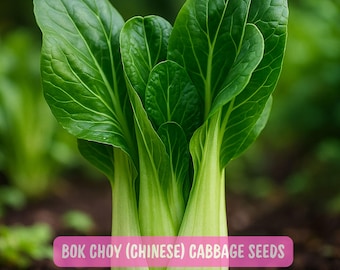 500 Bok Choy Seeds, Chinese Cabbage Seeds, Crisp Tender Asian Vegetable