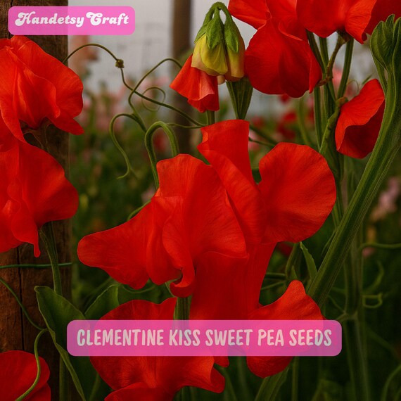 50 Clementine Kiss Sweet Pea Seeds, Orange Pink Blooms, Fragrant Climbing Flowers