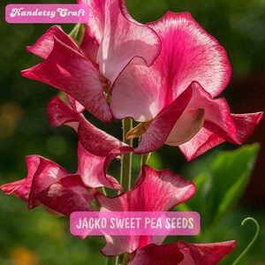May include: Close-up of vibrant pink and white sweet pea flowers. The petals have a ruffled appearance with darker pink edges and white centers. The image includes the text "Handetsy Craft" and "JACKO SWEET PEA SEEDS".