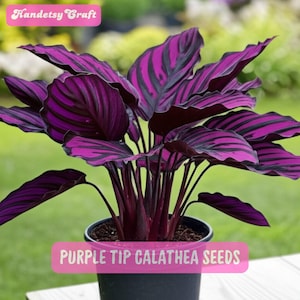 25 Purple Tip Calathea Seeds: Exotic Tropical Foliage Plant