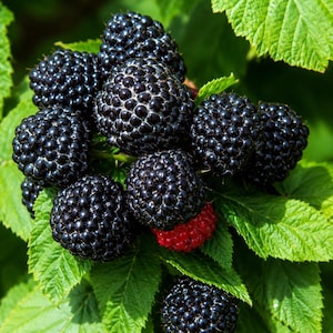 May include: A cluster of ripe, dark purple blackberries with a textured, bumpy surface growing on a green leafy vine. One single, smaller, unripe berry in the center of the bunch is bright red, contrasting with the deep black color of the others.