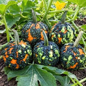 May include: Five warty pumpkins with bright orange skin and dark green, bumpy textures growing on a vine. Each pumpkin features a thick, sturdy stem and sits among large green leaves and a single yellow flower in a garden soil patch.