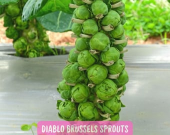 Diablo Brussels Sprouts Seeds: 500 Non-GMO Heirloom Seeds, High Yield