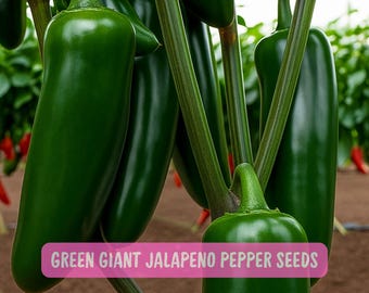 25 Green Giant Jalapeno Seeds: Heirloom Hot Chili Pepper - Etsy