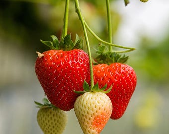 Estavana Gourmet Strawberry Plants, 4 Live Plants, Sweet Juicy Red Berries