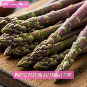 50 Purple Passion Asparagus Roots: Heirloom Non-GMO Perennial