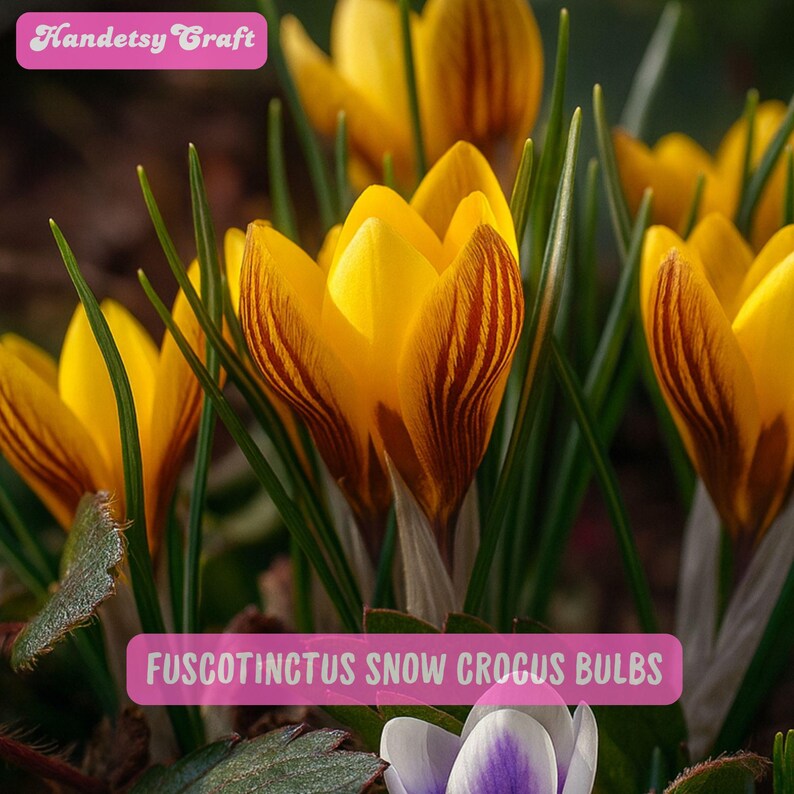 HandetsyCrafts Fuscotinctus Snow Crocus Bulbs - Thumbnail 3