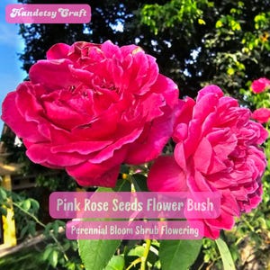 10 ROSE Rosa Flower Seeds BW97001-82 - Etsy