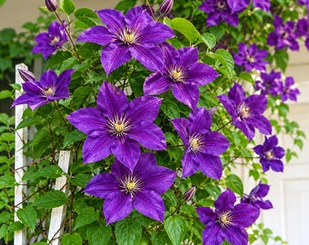Polish Spirit Clematis Vine, Rich Purple Blue Flowers, Live Perennial Plant (2.5 Inch Pot)