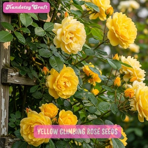 20 Yellow Climbing Rose Seeds: Fragrant Golden Blooms, Hardy Perennial Vine