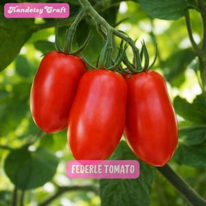 Federle Tomato Plant, Heirloom Paste, Plum Shaped Sauce 2.5" Pot